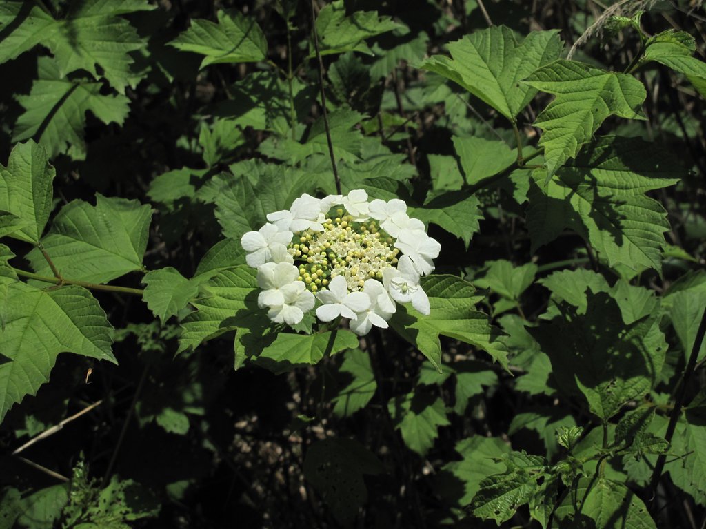 Viburnum opulus